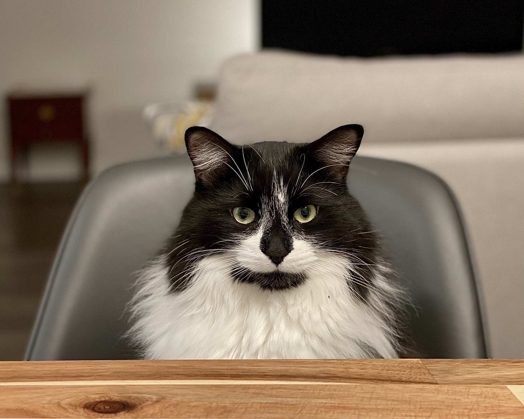 A black and white tuxedo cat seated in a chair at the dinner table looks into the camera with a serious look on its face.